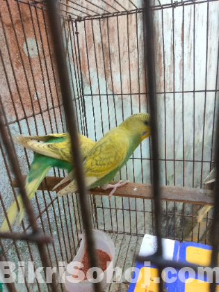 বাজরিগার পাখির বাচ্চা ৩+ বয়স